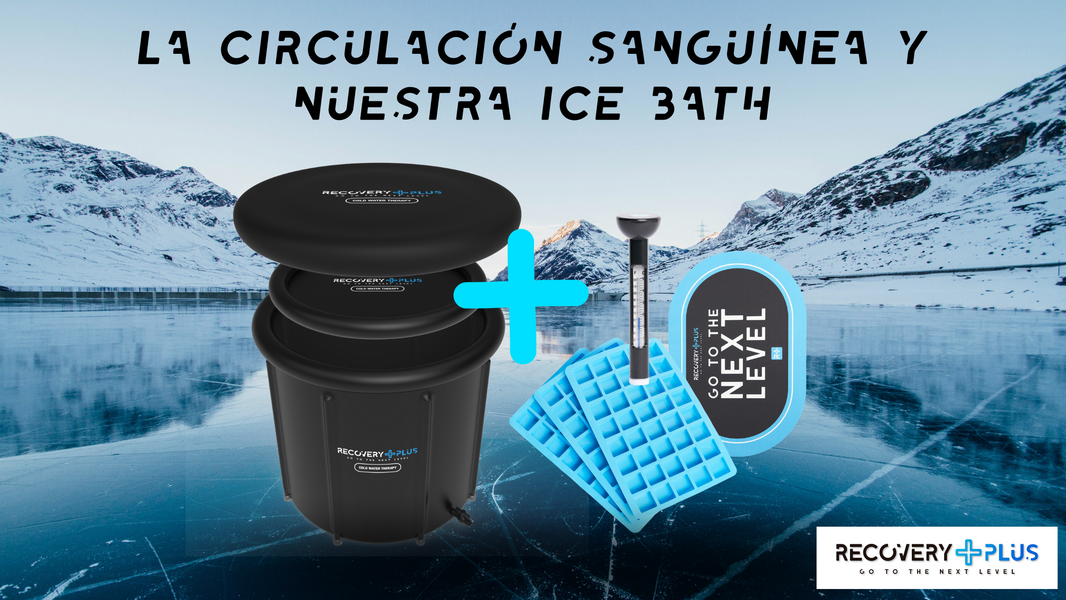 La importancia de la circulación sanguínea para la recuperación
